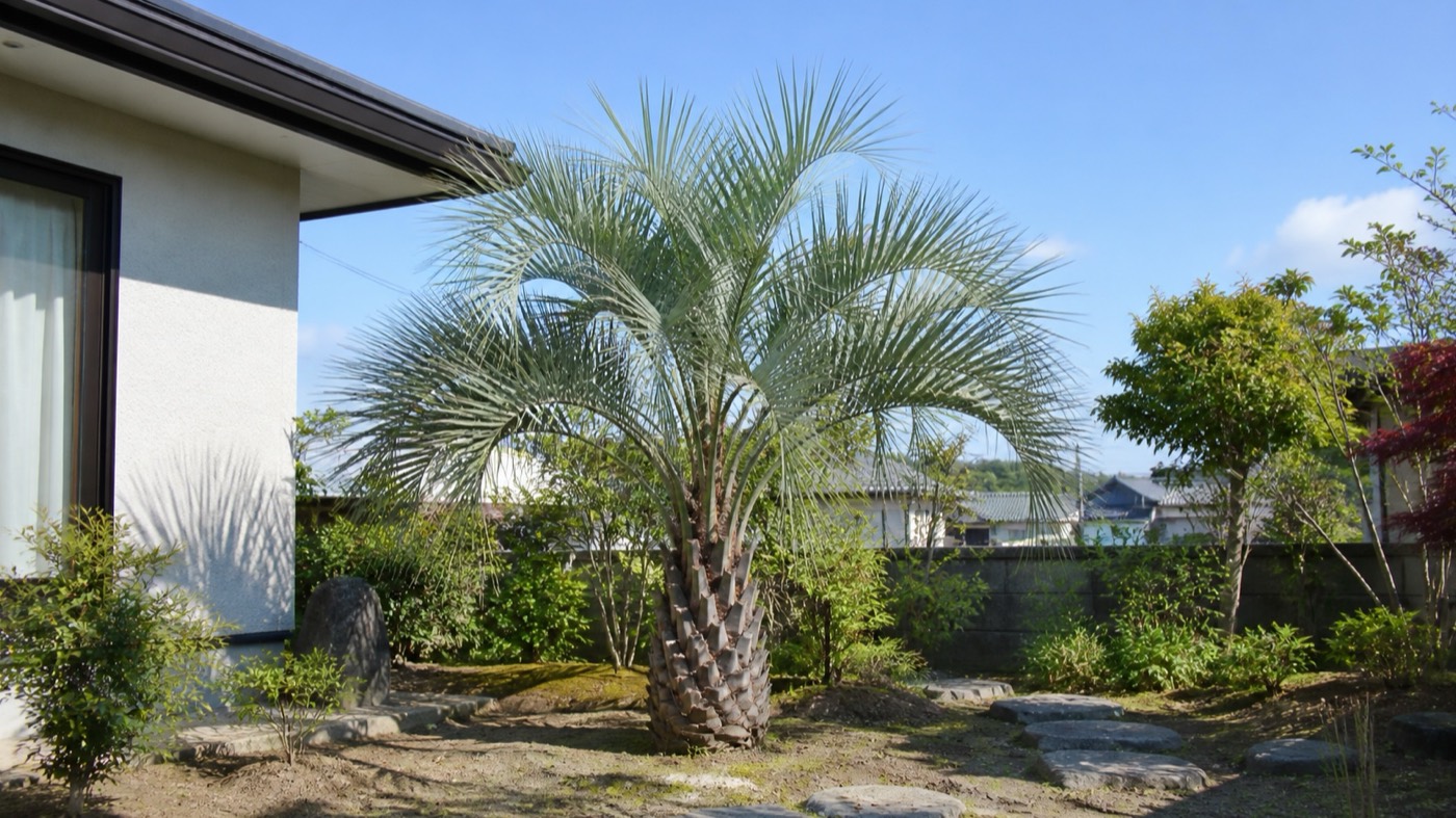 お庭に植えたヤシの木のイメージ
